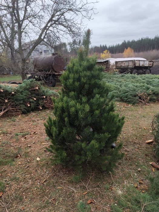 Новогодние сосни  ёлки оптом Тільки ОПТ