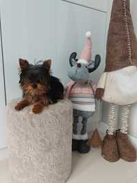 Mini suczka Yorkshire terrier YORK jorguś 4 mies