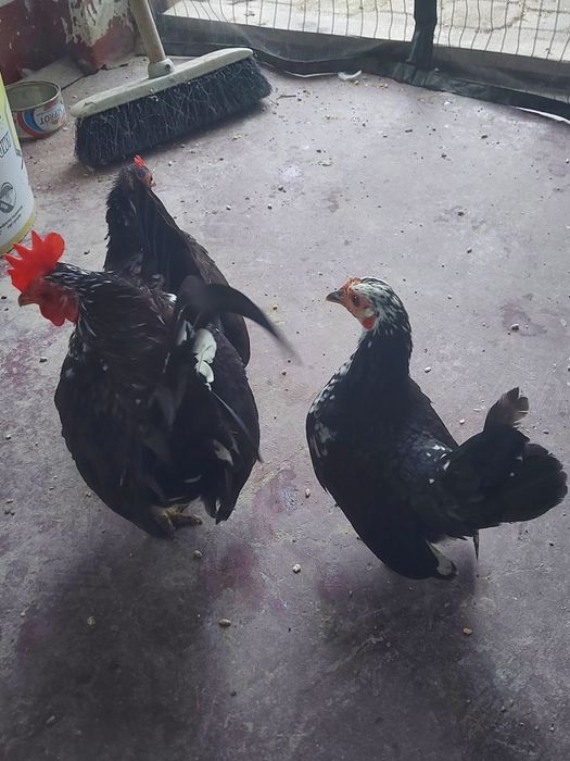 Seramy pary najmniejsze kury