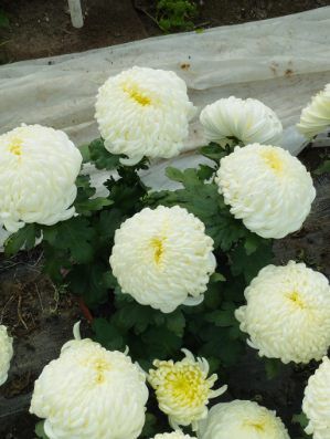 Sprzedam chryzantemy