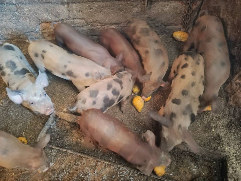 Продам здорових, активних поросят