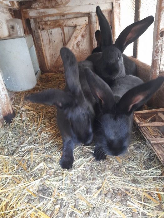 Belgi olbrzymy z rodowodem