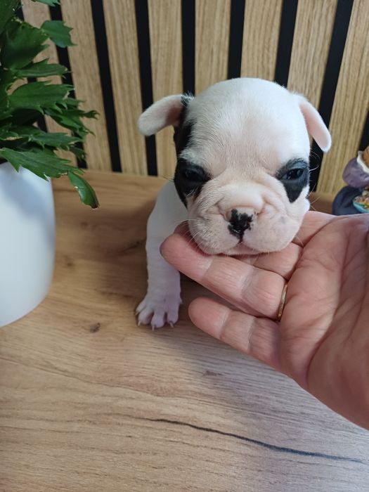 Buldog Francuski suczka