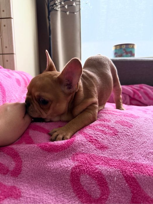 FIGO Buldog francuski ZKwP FCI, Hodowla Harper Dog House FCI