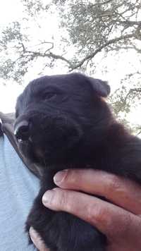 Ofereço para Adoção Lindos Cachorros de Pelagem Negra