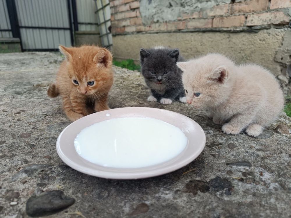Кошенятка