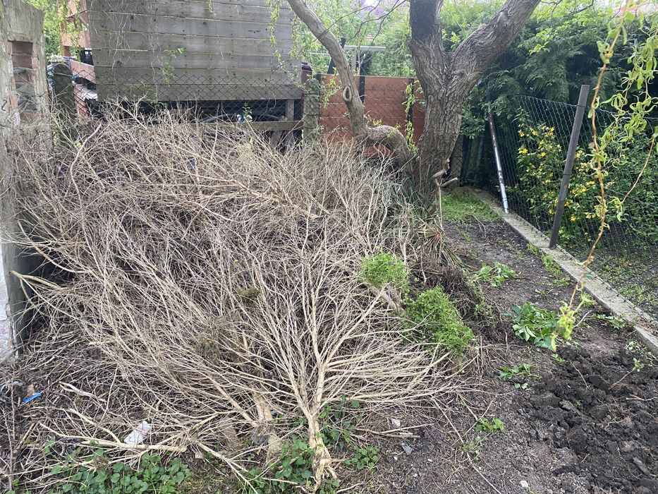 Gałęzie -Zapłacę za wywiezienie