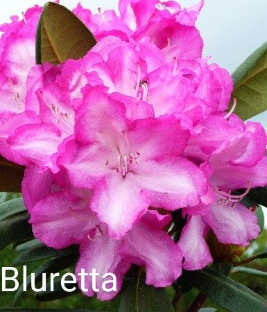 Саджанці рододендрона