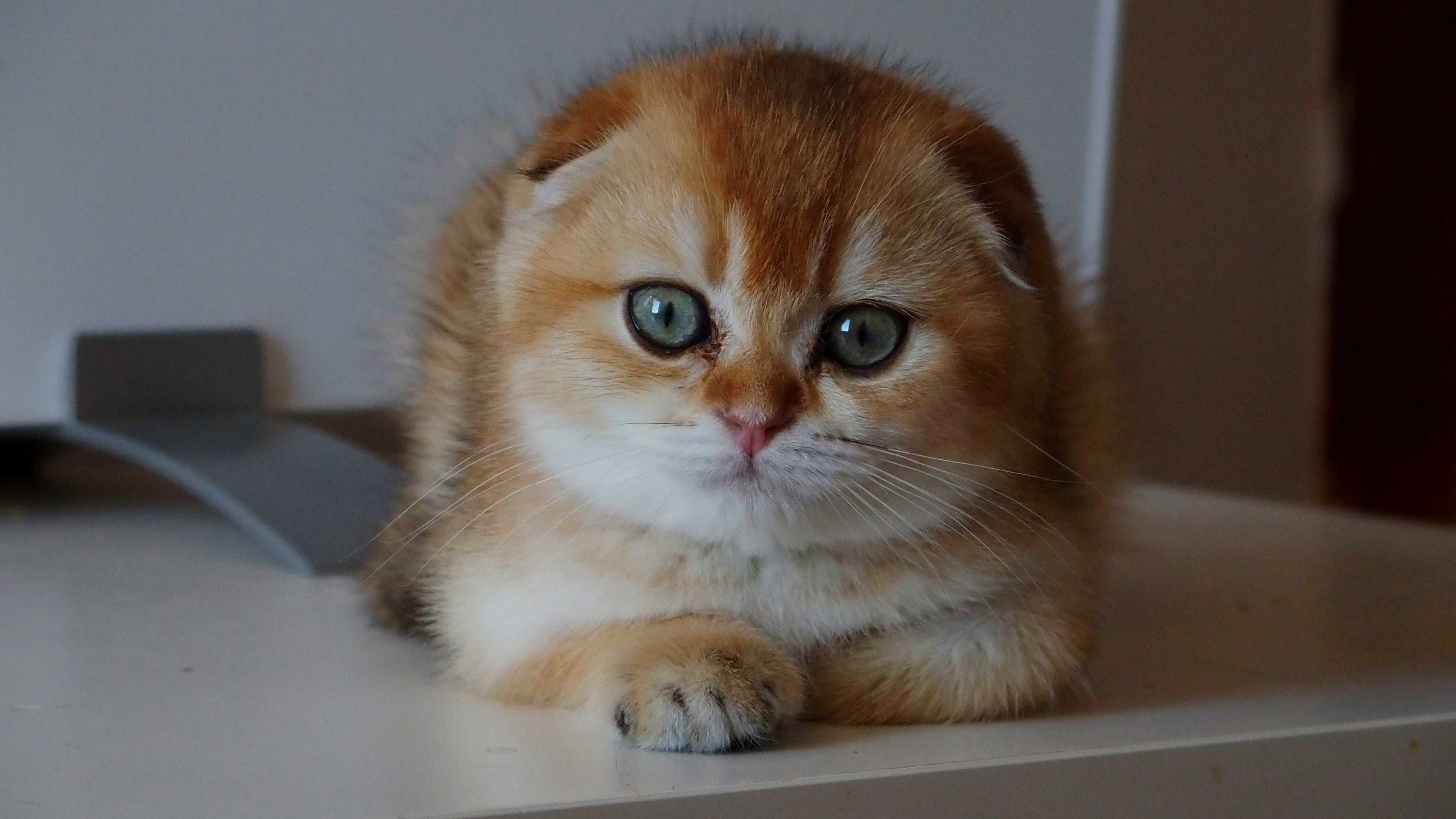 Kot Szkocki Zwisłouchy PZF WCF , Scottish Fold