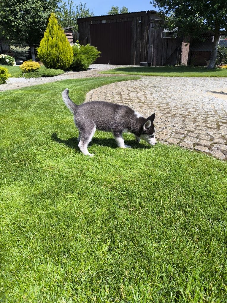 Suczka syberyjski husky