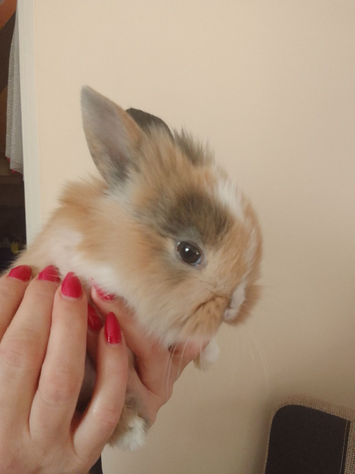 Królik miniaturka Teddy