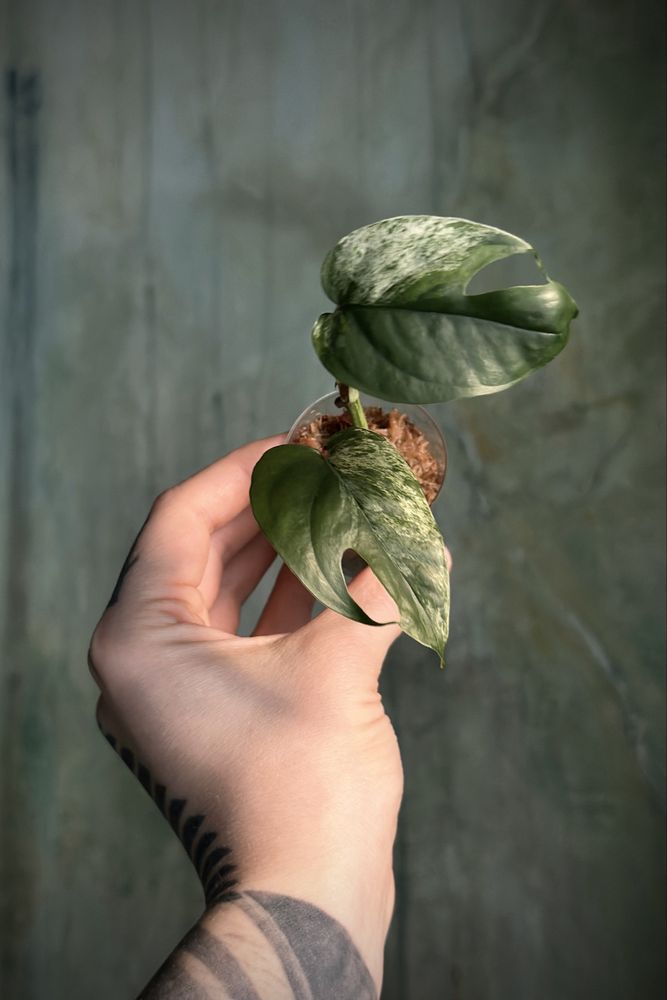 Epipremnum pinnatum variegata ‚Marble King’ - kolekcjonerskie Epi