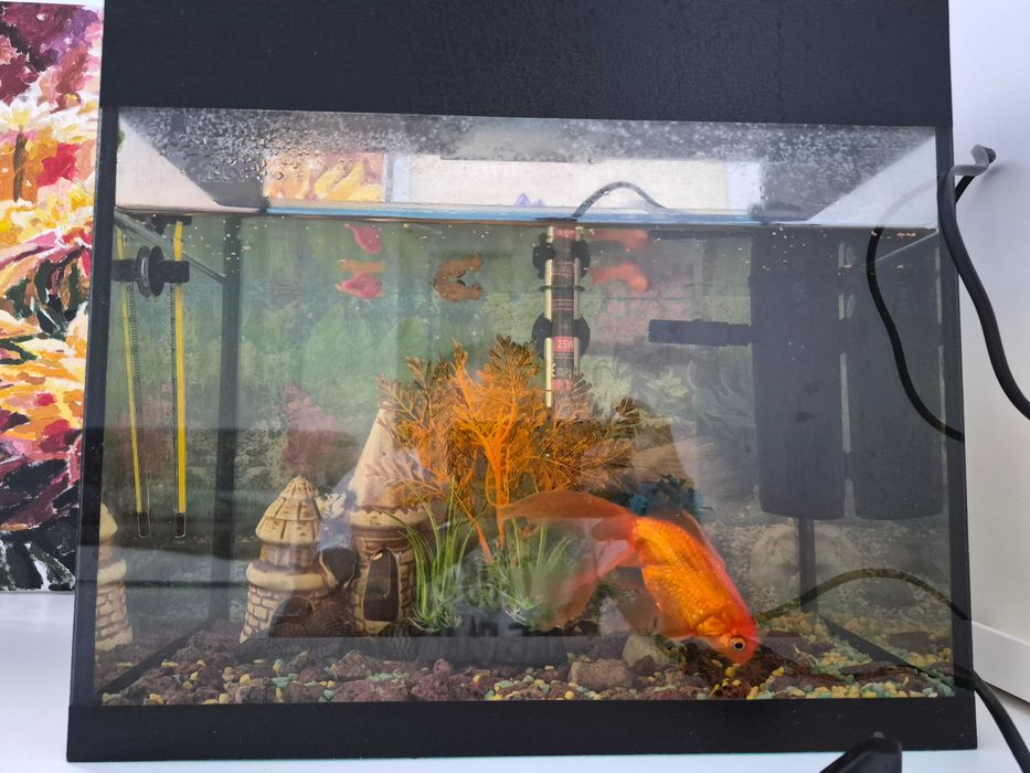 Акваріум з рибками