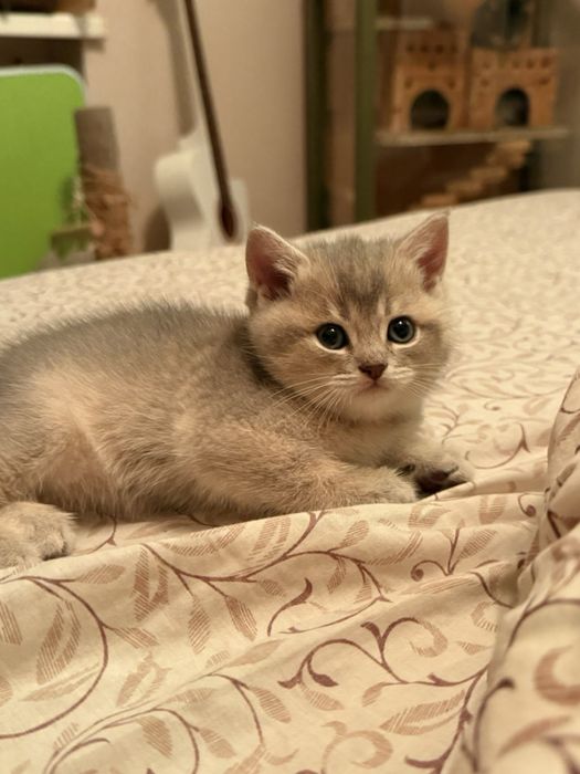 Шотландська золота шиншила кошенята