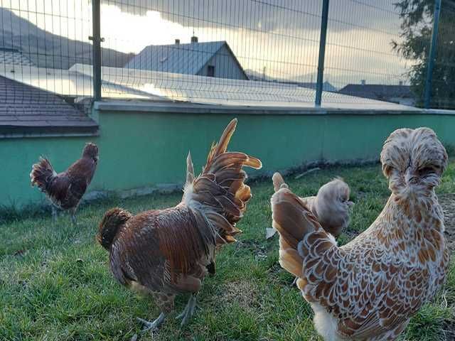 Інкубаційне яйце.(Курчата) Падуан фарфоровий, біле золото. Птиця.