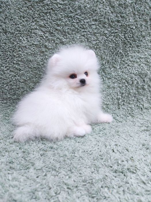 Ексклюзивний померанський хлопчик *карманного* розміру, короткий носик