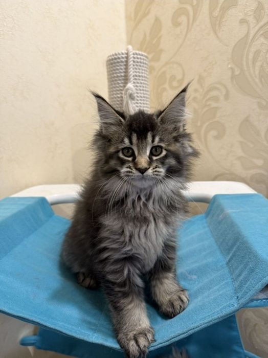 Шикарная девочка Мей кун