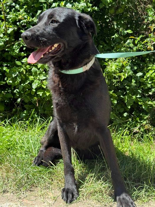 Czarny blablador czeka na swoją rodzinę