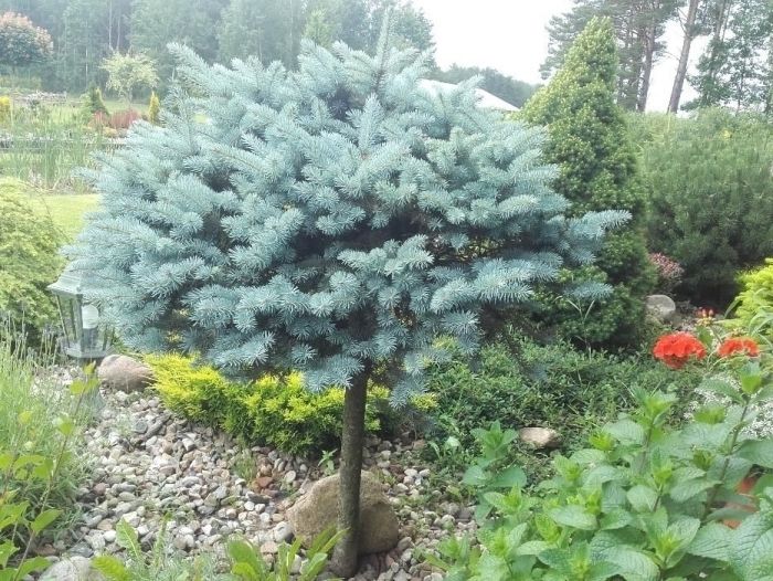 picea świerk srebrny glauca globosa