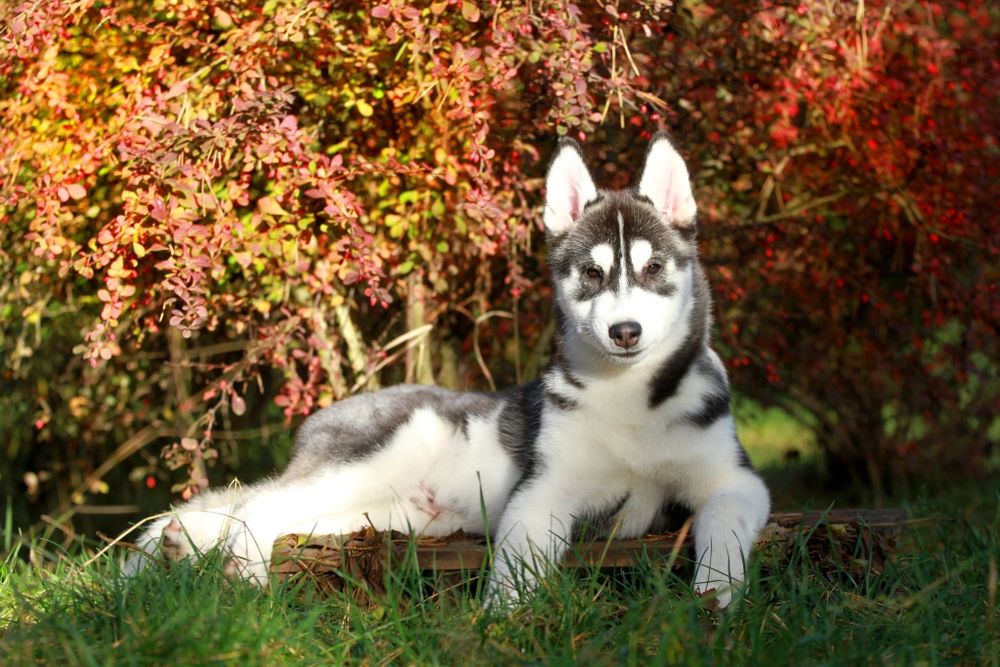 Siberian Husky FCI ZKwP