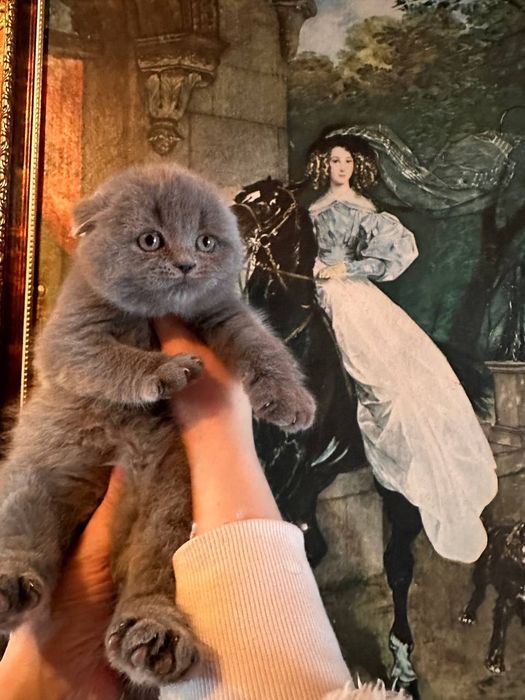 Шотландский котёнок! С документами!