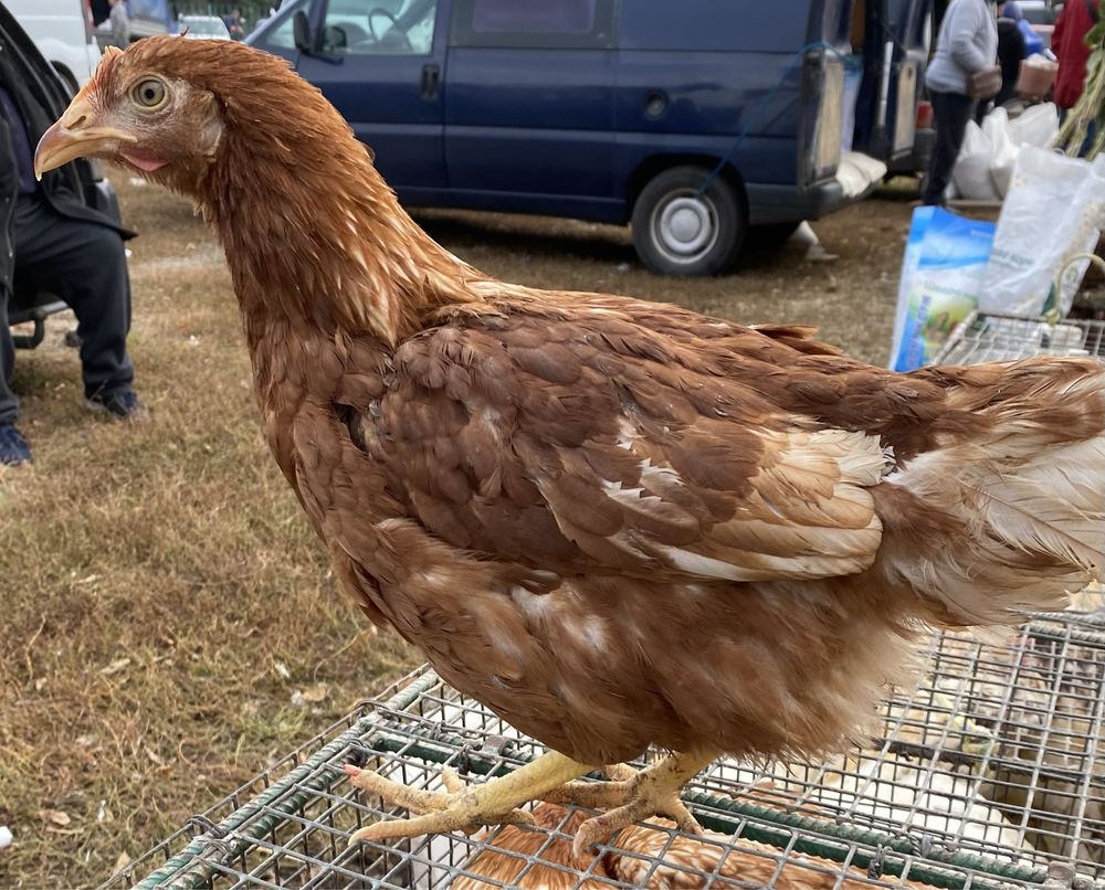 Продам курей 4,5 місяця