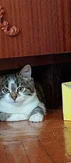 Котёнок-мальчик в хорошие руки