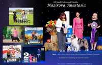 Хендлер / Хендлинг/показ собак на выставках, Киев