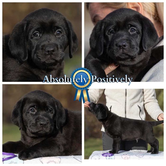 Видео, профпитомник) Элит щенки цуценята лабрадора ретривера ретрівера
