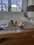 Chihuahua super mini mini suczka