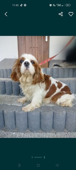 Cavalier King Charles spaniel
