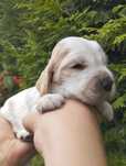 Cocker spaniel angielski piesek