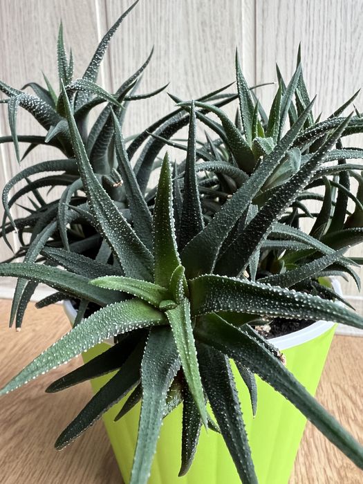 Хавортія, доросла рослина