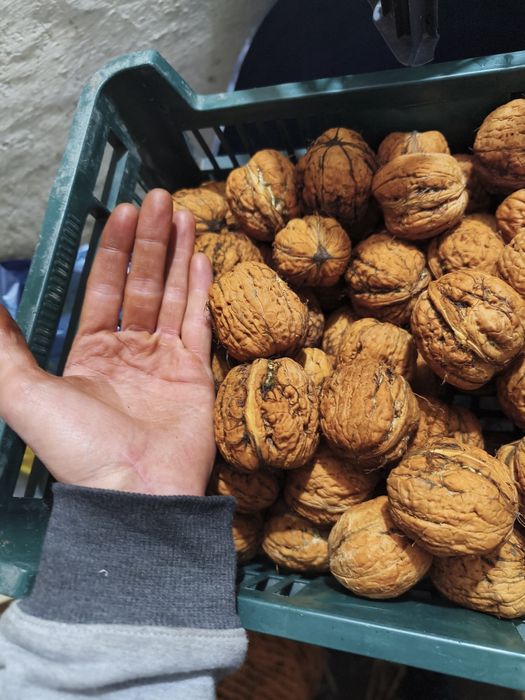 Orzechy Włoskie GIGANT