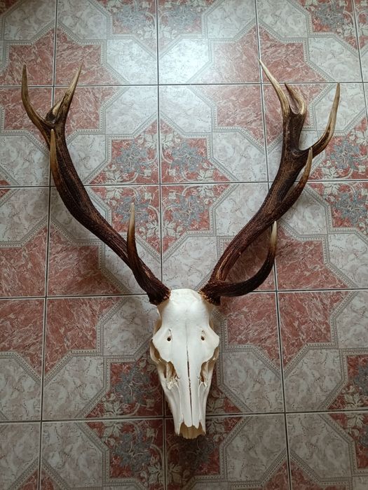 Роги оленя з черепом