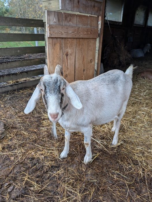 Sprzedam 2 mleczne kozy
