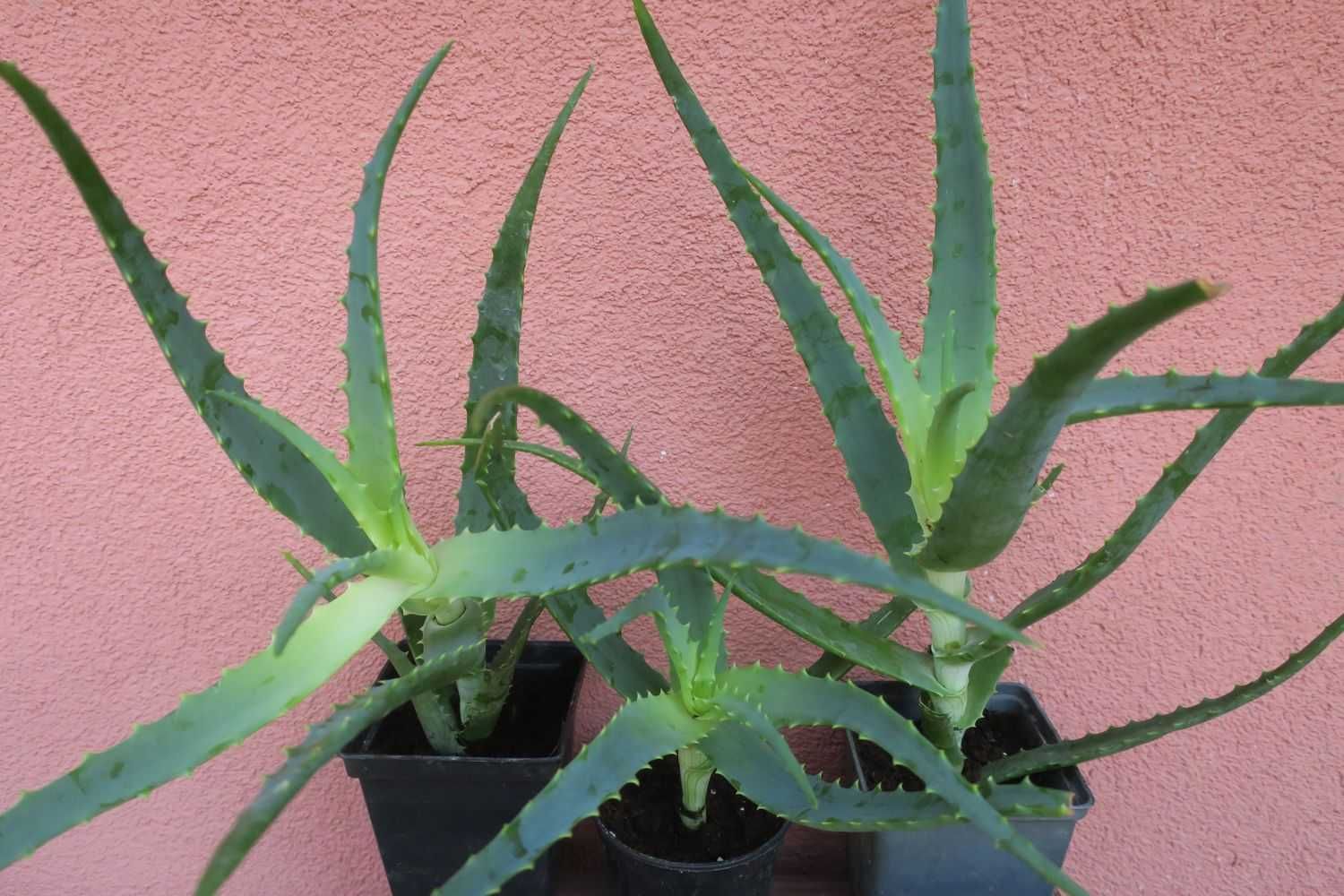 Aloes Drzewiasty leczniczy Aloe Arborescens