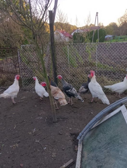 Sprzedam parę indykow