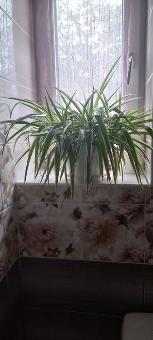 Продам вазонок хлорофітум