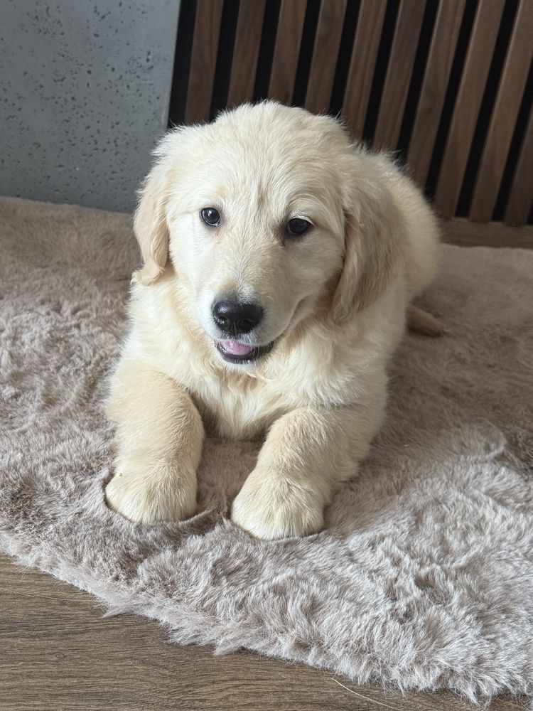 Suczka Golden Retriever