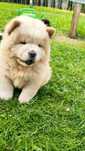 Chow chow szczeniak