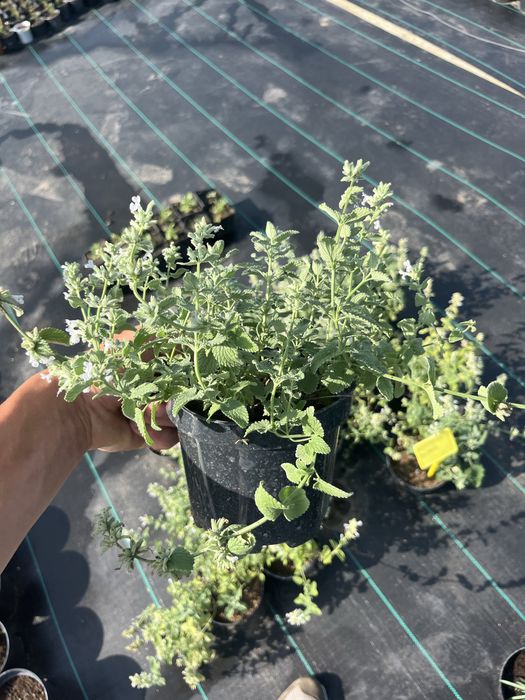 Продам Котовник Фассена, (білий) в горщику 1.5л на осмокоті