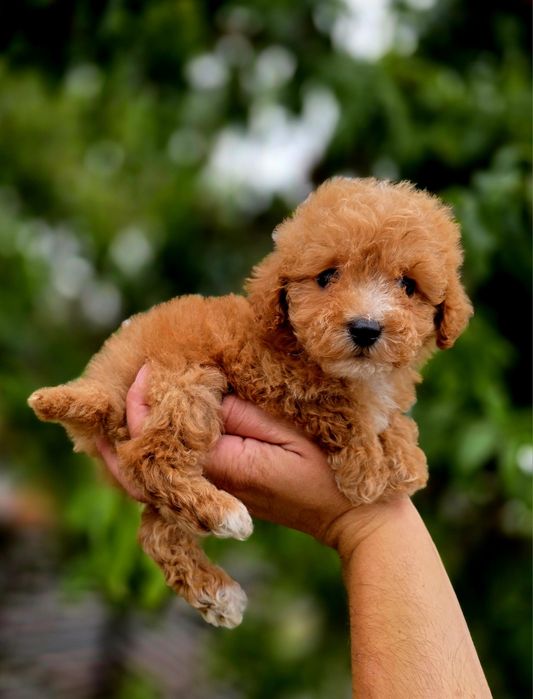 Bichpoo maltipoo f1b suczka