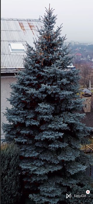 Велика жива ялинка 10–12 м для новорічних свят, ярмарків, закладів