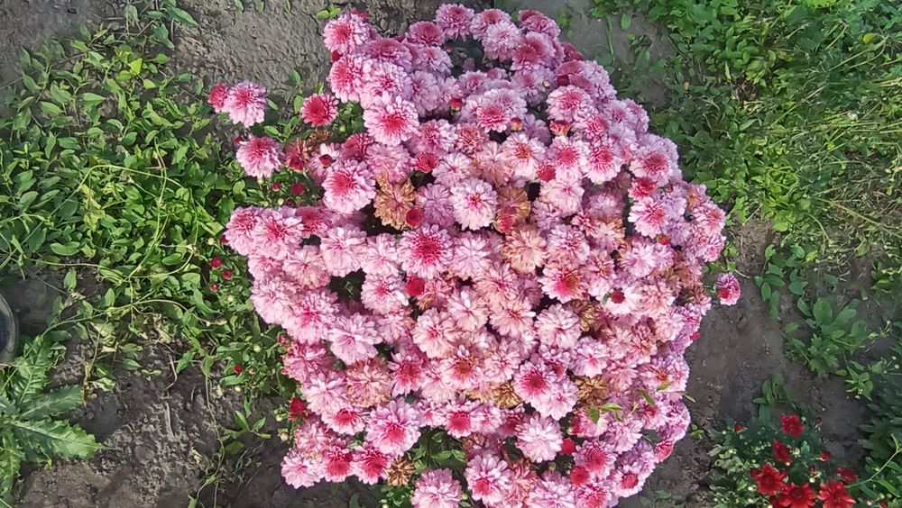 Хризантеми мультифлора