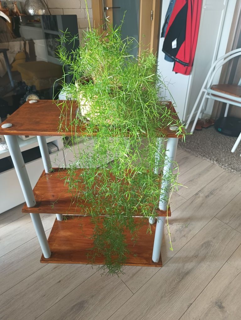 Asparagus doniczkowy.