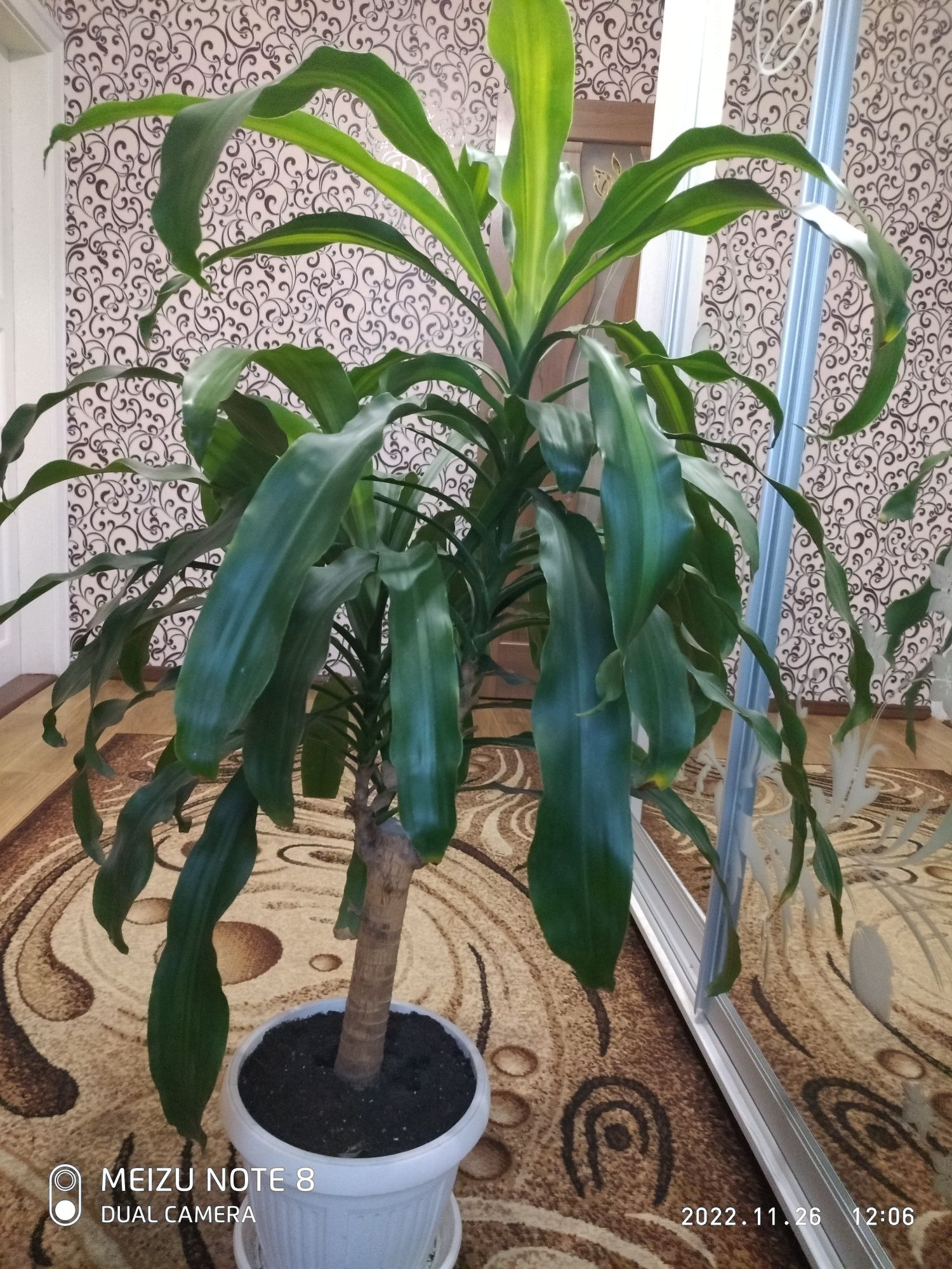 Растение"DRACAENA FRAGRANS"на стволе