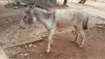 Vende-se 4 Burros em Portimao