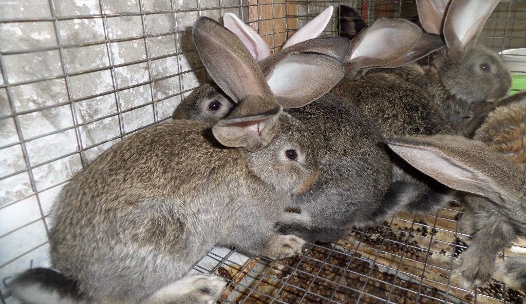 Продам кроликов породы фландр