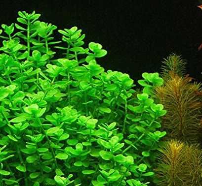 Rośliny do akwarium akwariowe - Bacopa monnieri